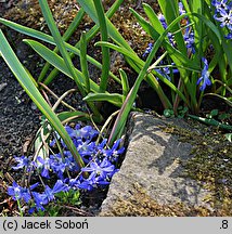 Chionodoxa sardensis (śnieżnik sardeński)