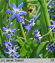 Chionodoxa sardensis (śnieżnik sardeński)