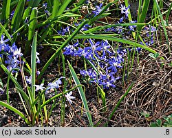 Chionodoxa sardensis (śnieżnik sardeński)