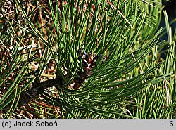 Pinus heldreichii Hesse