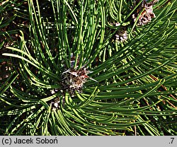 Pinus heldreichii Hesse