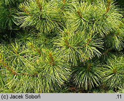 Pinus flexilis (sosna giętka)