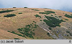 Pinus mugo (sosna górska)