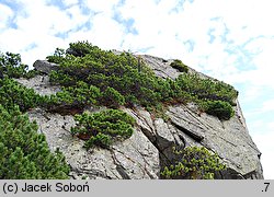 Pinus mugo (sosna górska)