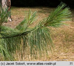 Pinus wallichiana (sosna himalajska)