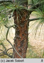 Pinus wallichiana (sosna himalajska)