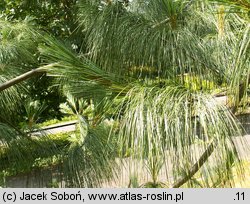 Pinus wallichiana (sosna himalajska)