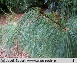 Pinus wallichiana (sosna himalajska)