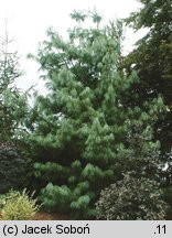 Pinus wallichiana (sosna himalajska)