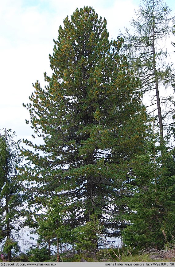 Pinus cembra (sosna limba)