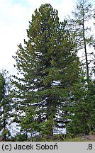 Pinus cembra (sosna limba)