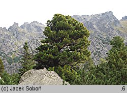 Pinus cembra (sosna limba)