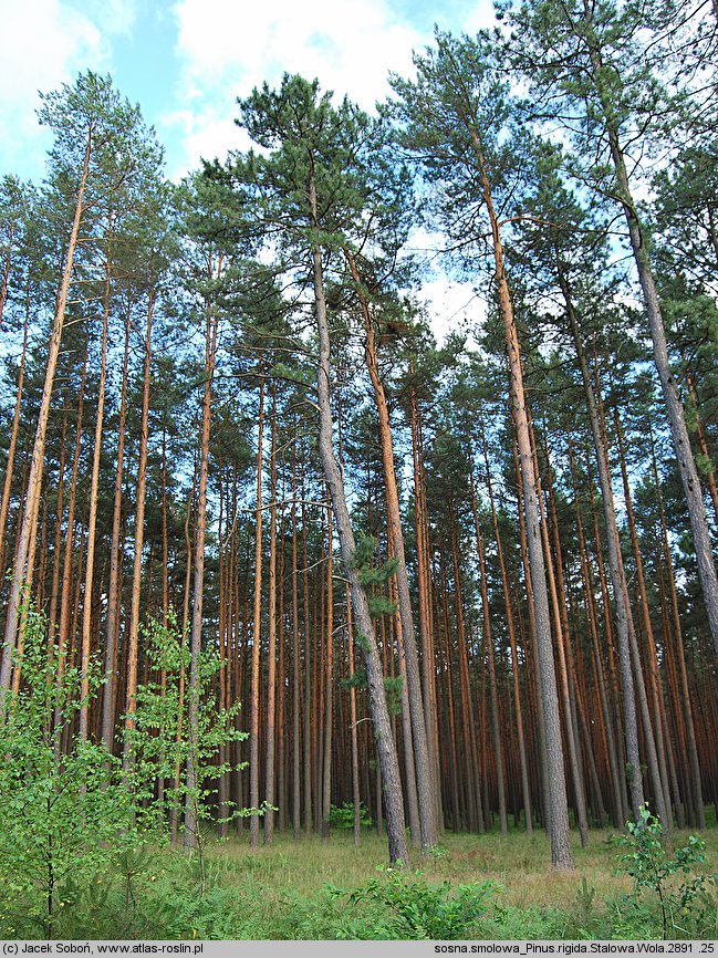 Pinus rigida (sosna smołowa)