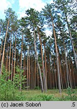 Pinus rigida (sosna smołowa)