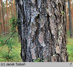 Pinus rigida (sosna smołowa)