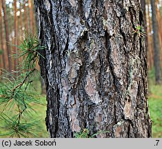 Pinus rigida (sosna smołowa)