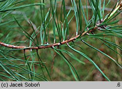 Pinus rigida (sosna smołowa)