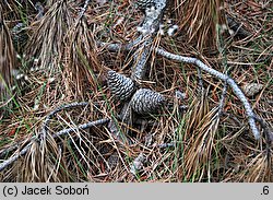 Pinus rigida (sosna smołowa)