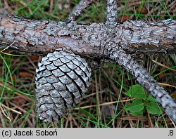 Pinus rigida (sosna smołowa)