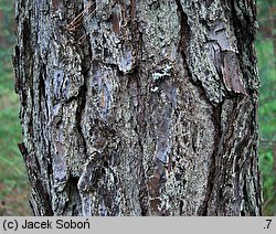 Pinus rigida (sosna smołowa)