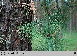 Pinus rigida (sosna smołowa)