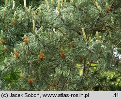 Pinus contorta