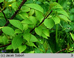 Stachyurus praecox (stachiurek wczesny)