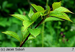 Stachyurus praecox (stachiurek wczesny)