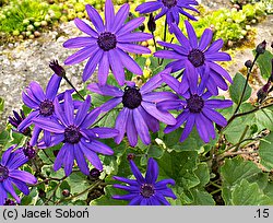 Pericallis ×hybrida (cyneraria wysoka)