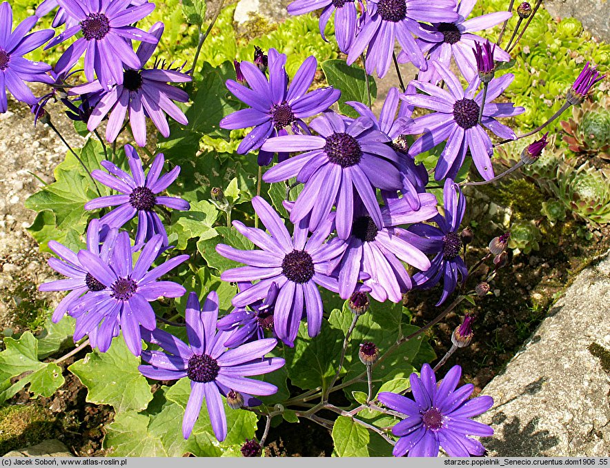 Pericallis ×hybrida (cyneraria wysoka)