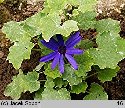 Pericallis ×hybrida (cyneraria wysoka)