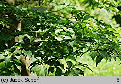 Stewartia serrata (stewarcja piłkowana)