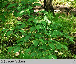 Stewartia serrata (stewarcja piłkowana)