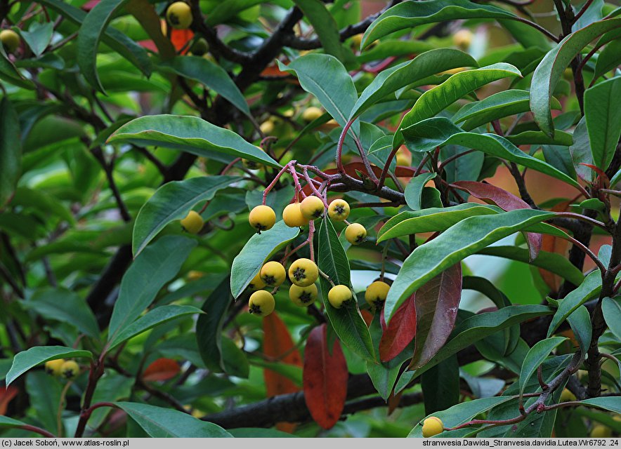 Stranvaesia davidiana Lutea