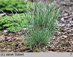 Koeleria macrantha (strzęplica nadobna)