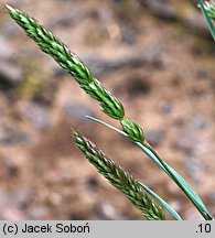 Koeleria macrantha (strzęplica nadobna)