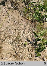 Sisymbrium officinale (stulisz lekarski)