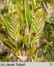 Lonicera alpigena