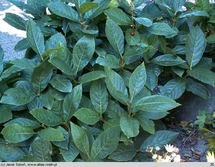 Lonicera alpigena