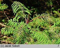 Rhus typhina Dissecta