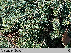 Picea mariana Nana