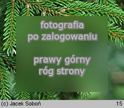 Picea orientalis (świerk kaukaski)