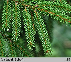 Picea orientalis Aurea