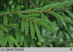 Picea orientalis Aurea