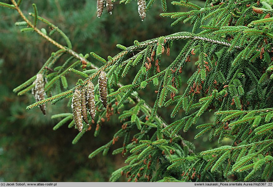 Picea orientalis Aurea