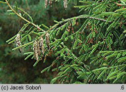 Picea orientalis Aurea