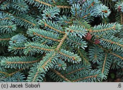 Picea ×mariorika