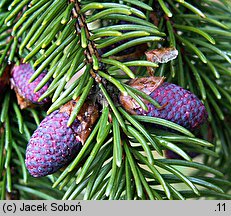 Picea abies (świerk pospolity)