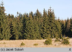 Picea abies