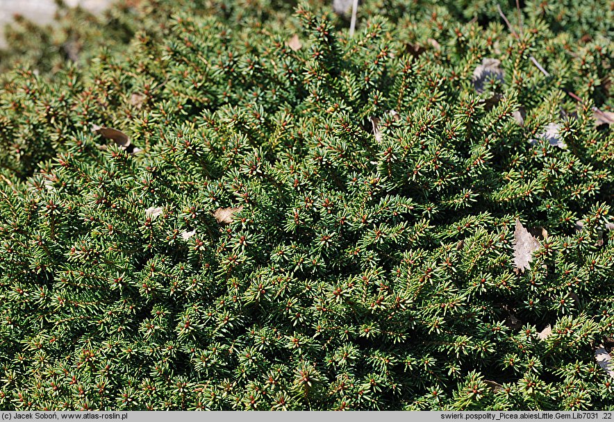 Picea abies Little Gem